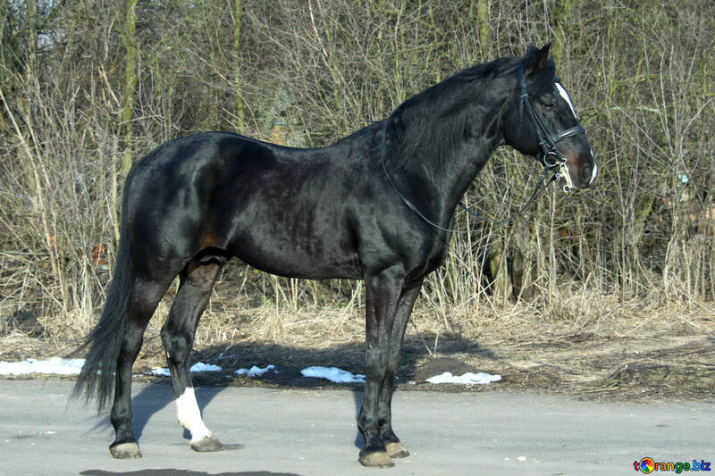 Horse №4697