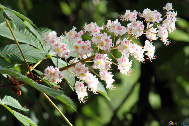 Castaño de Indias. Flor. №4060