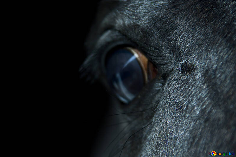 Occhio di un cavallo №4836