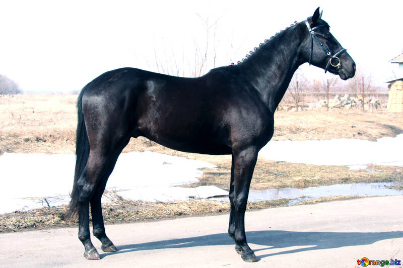 ウクライナ語 馬 種馬。 №4695