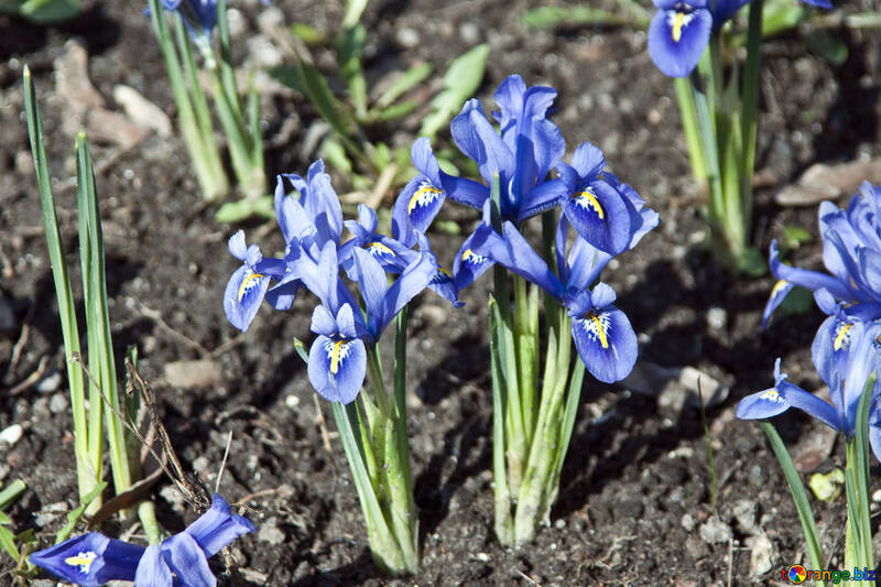 Wild Iris (iris), una miniatura enana №4562