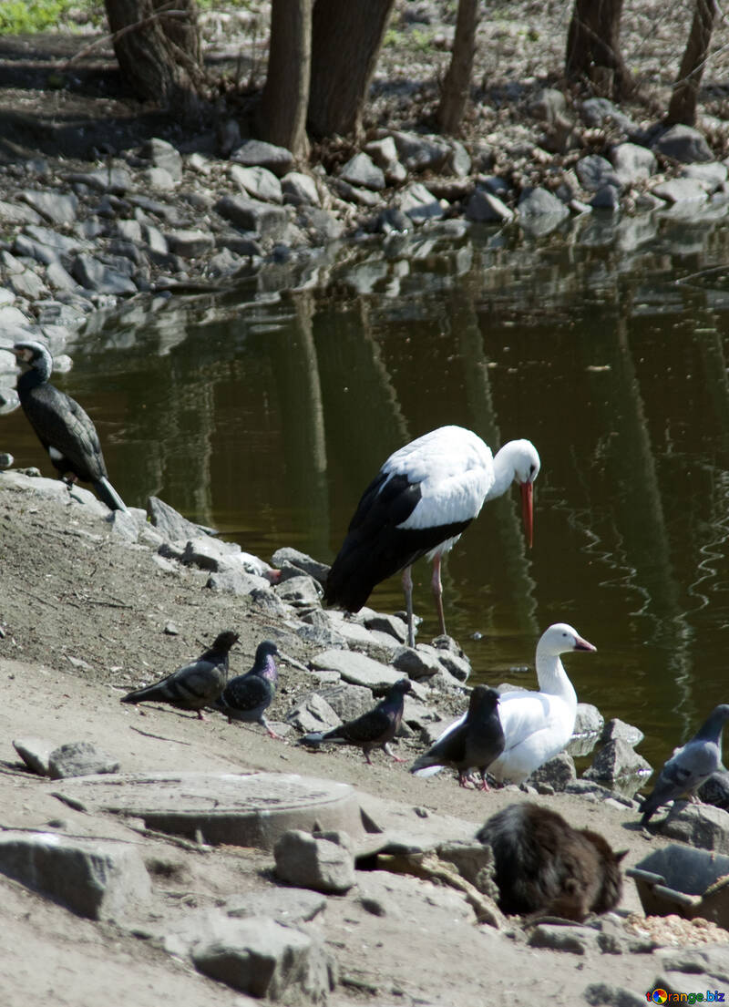 Vögel auf dem Ufer №4616