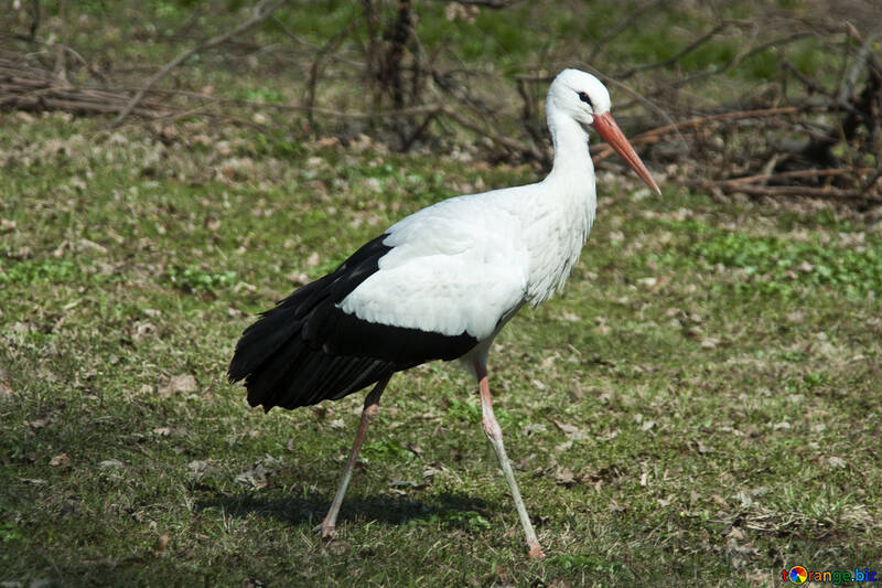 Stork №4576