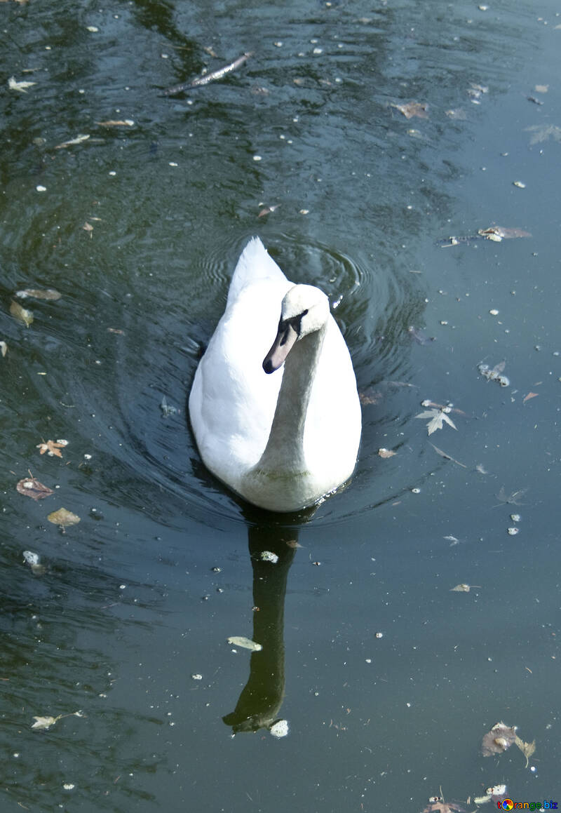 El cisne blanco №4580