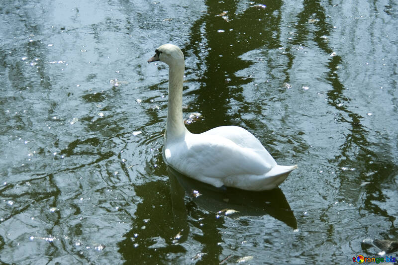White swan on pond №4579