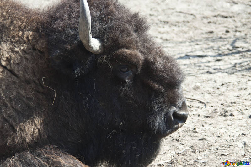 Bison from the Kiev zoo №4639