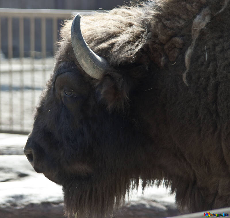 Bison. Kiev Zoo №4670