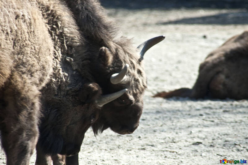 Fighting buffaloes №4640