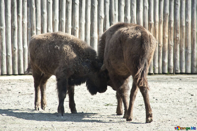 Male buffalo №4646