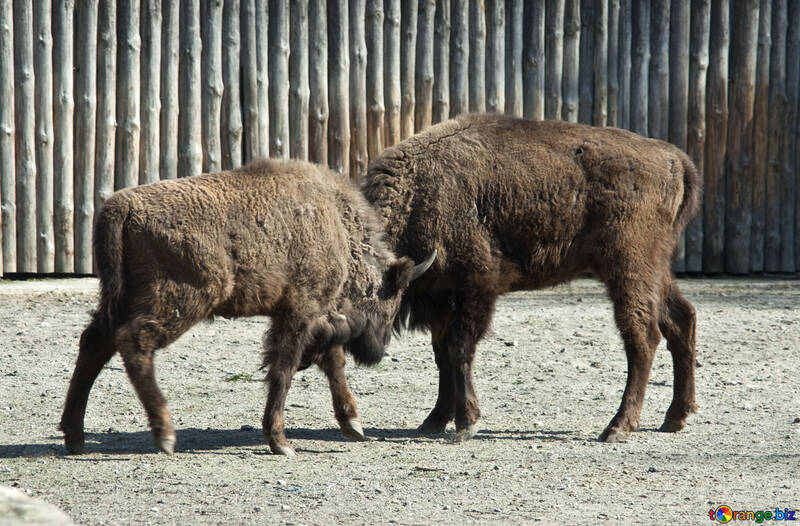 Two bison find out the relationship №4644