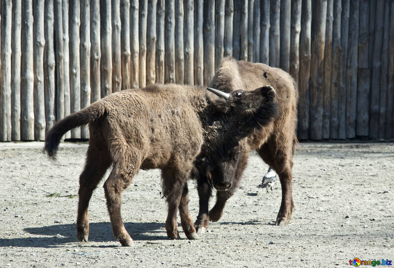 Jeune bison №4643