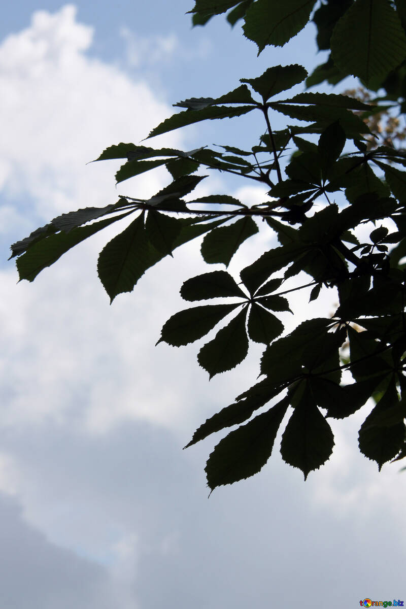 The leaves of flowering chestnut №4056