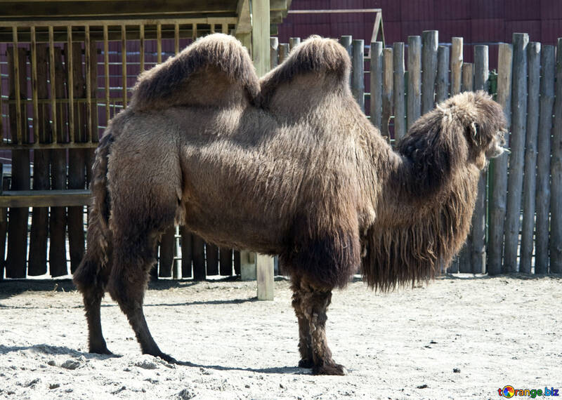 Camello. Parque zoológico de Kyiv. №4674