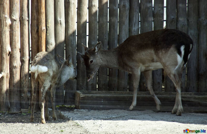 Faon « Bambi » avec sa mère №4647