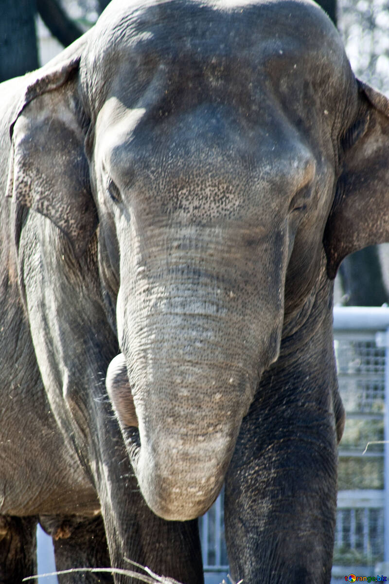 Elephant fight. Zoo. Kiev. Portrait of the week before death. Spring 2010 №4662