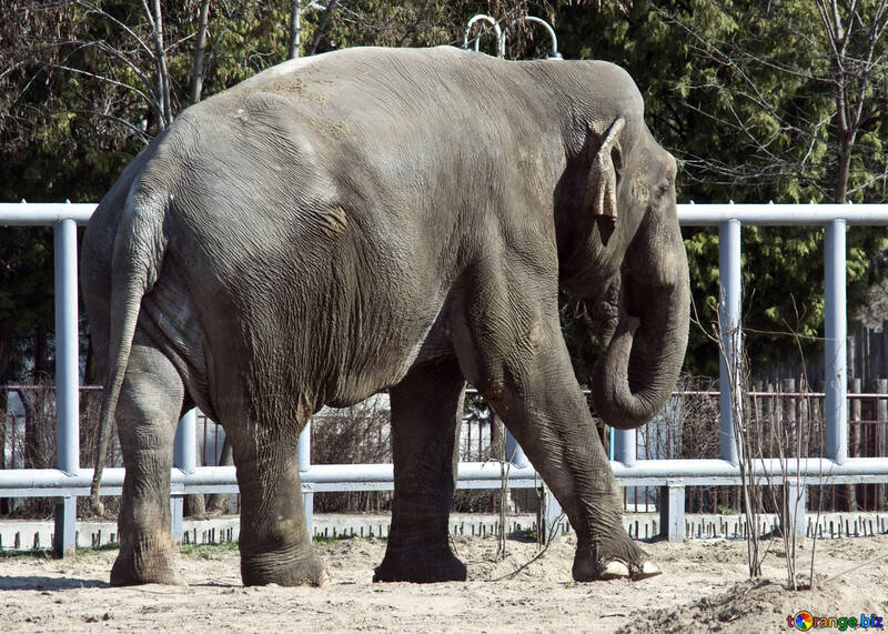 Ein Elefant aus dem Zoo in Kiew. №4655
