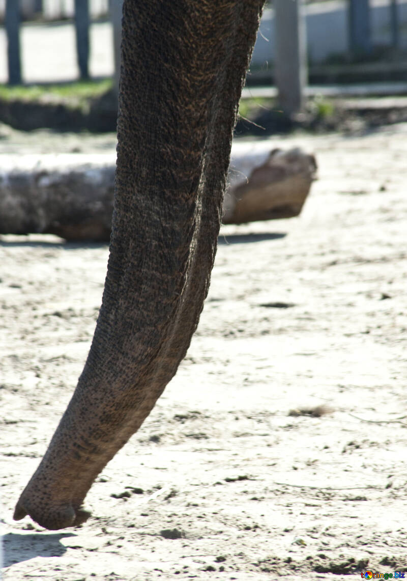 Elephant. A trunk. №4661