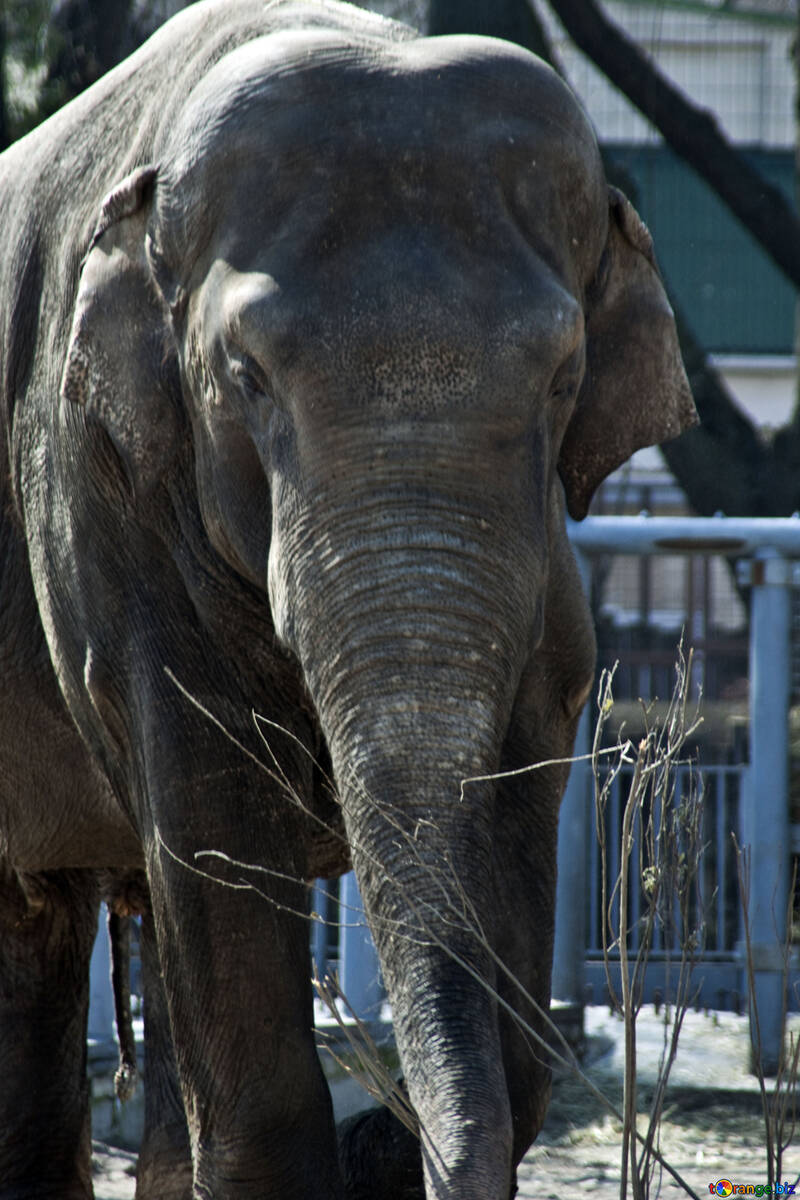 Elefante índio em um jardim zoológico №4664