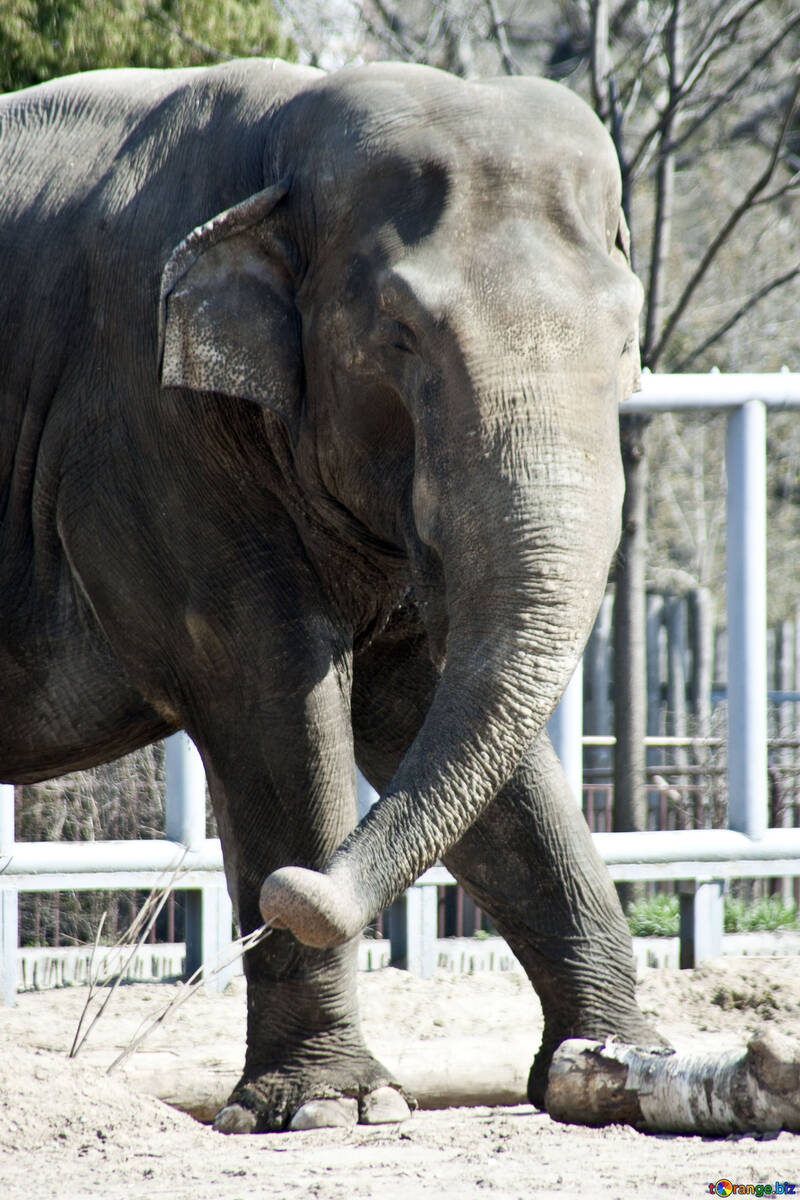 Kiew Elephant Boy №4653