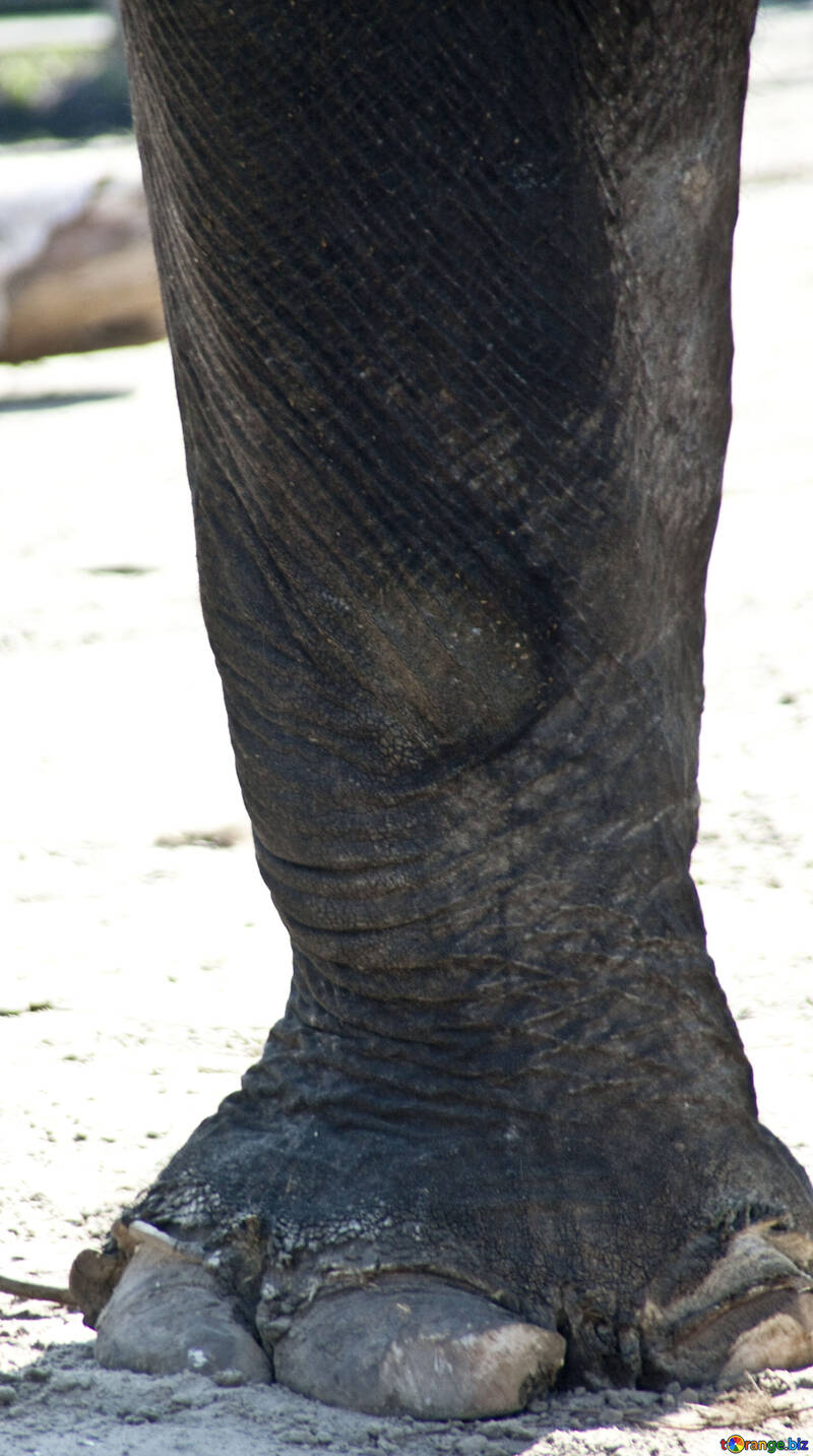 Gamba di un elefante. №4660