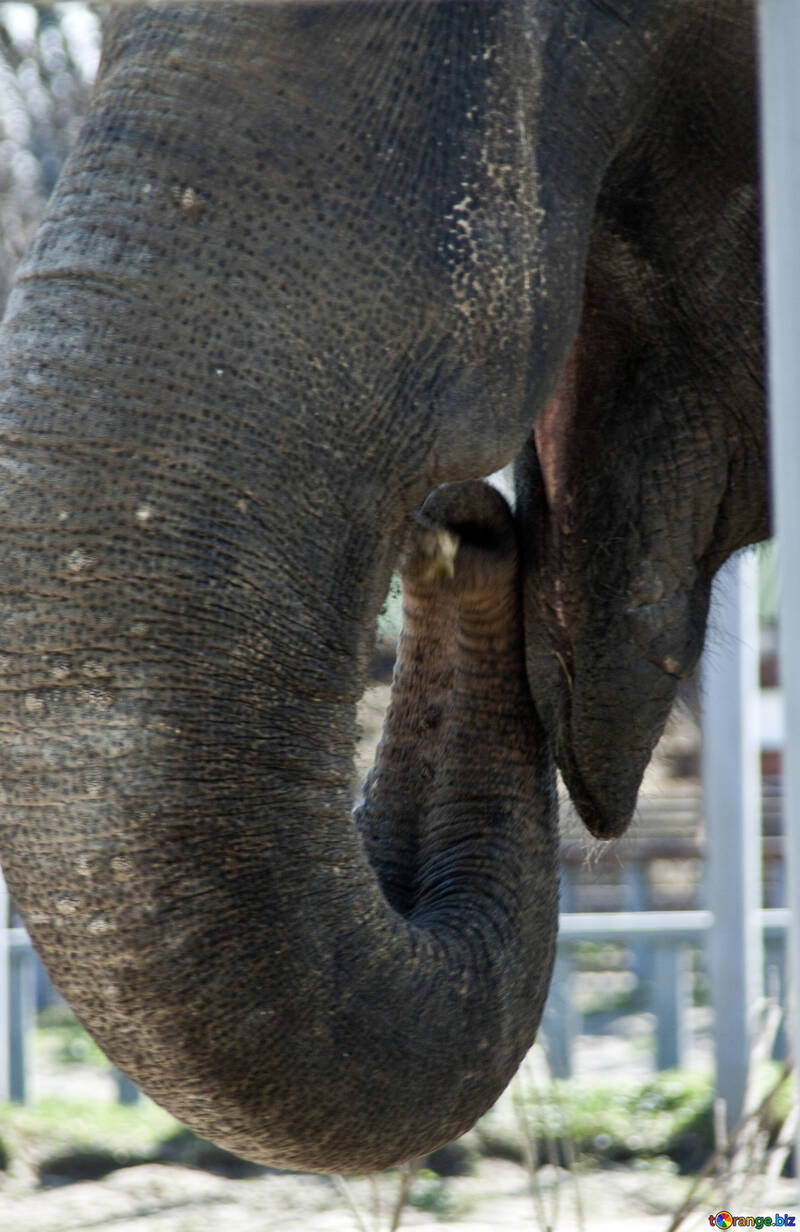 Рот слона. №4657