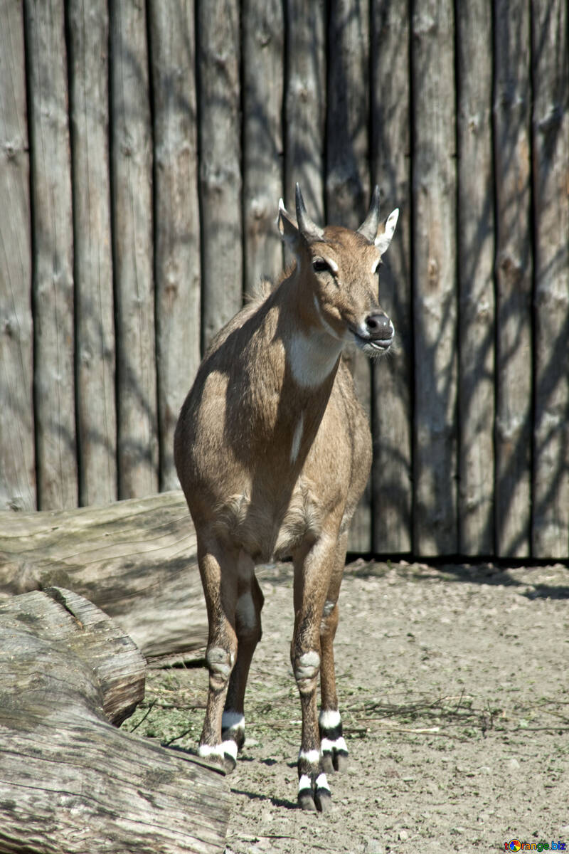 Antelope in the Kiev zoo №4649