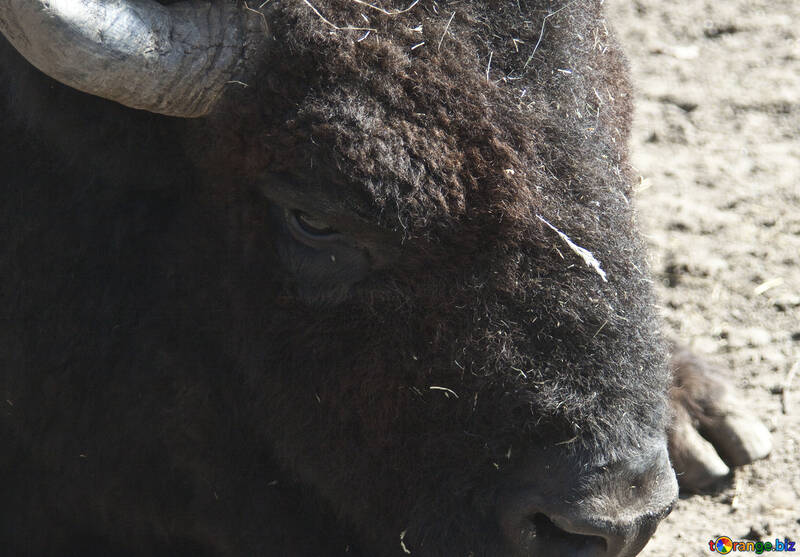 Muzzle bison.Zoomed. №4638