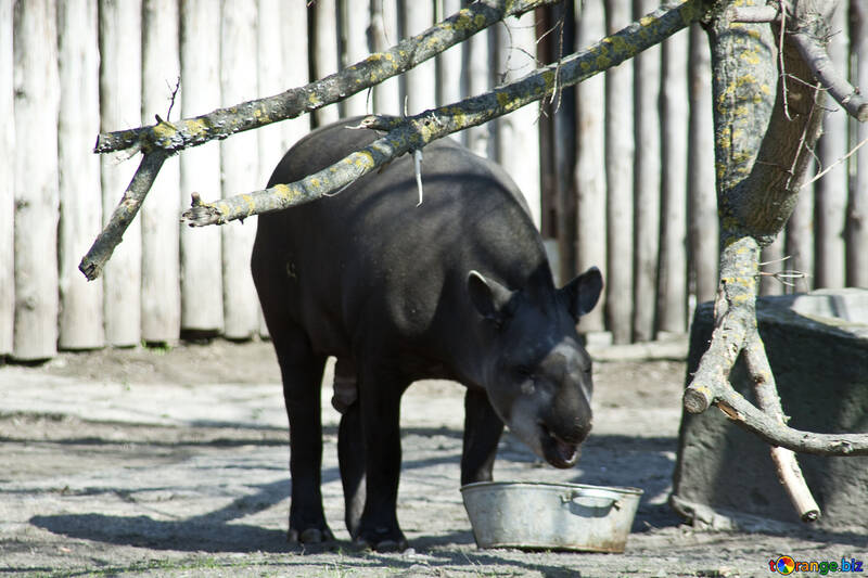 Tapir (Tapirus) №4622