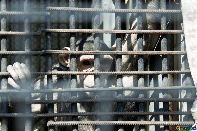 A monkey in cage №4567
