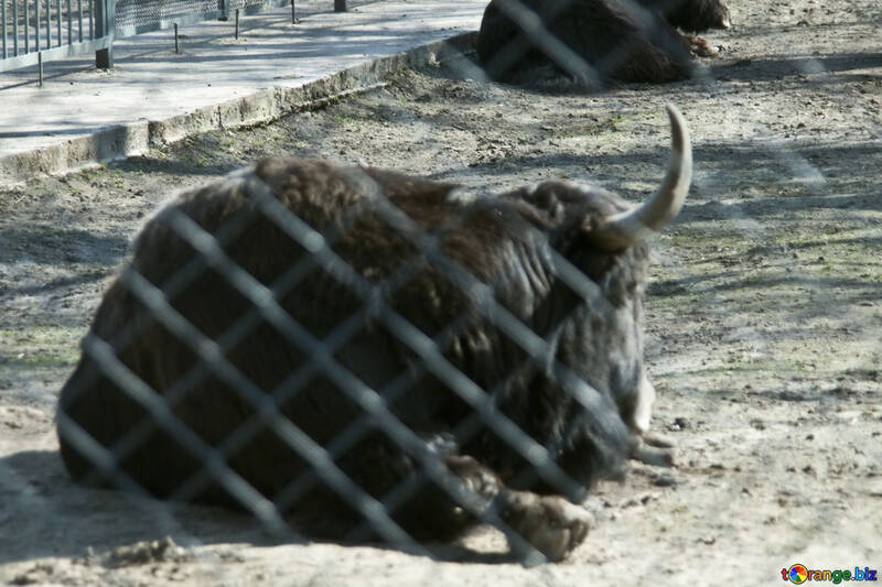 Bison at the zoo №4636
