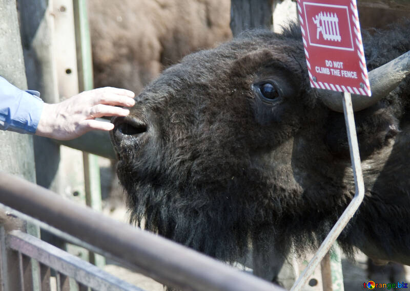 Man petting buffalo in zoo №4668