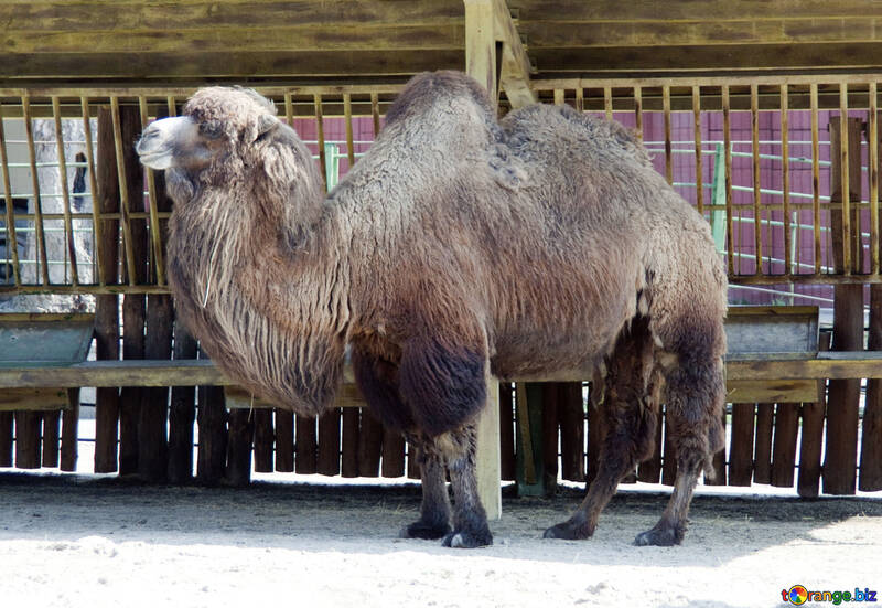 Camello del parque zoológico de Kiev №4675