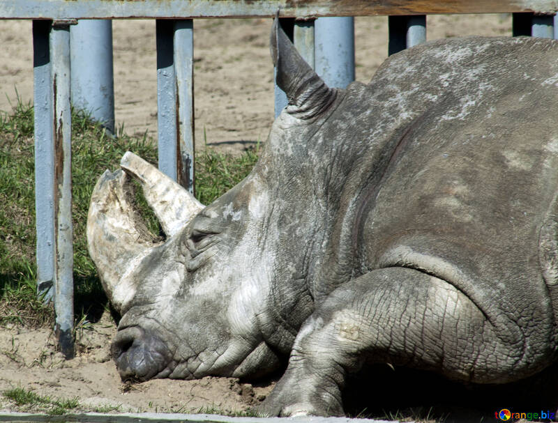 Rhino from the Kiev zoo №4629