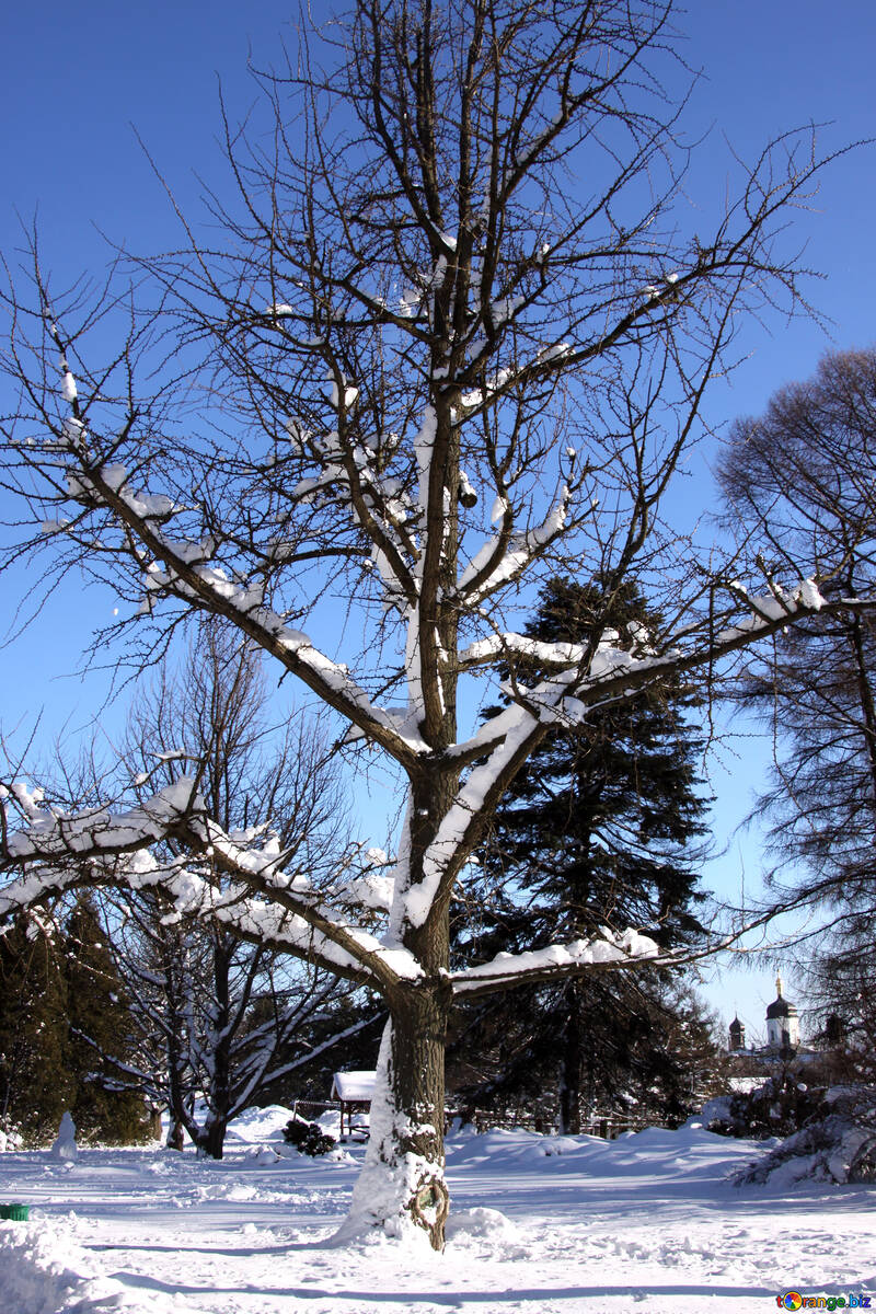 雪 枝 の 大きい 木 №4170