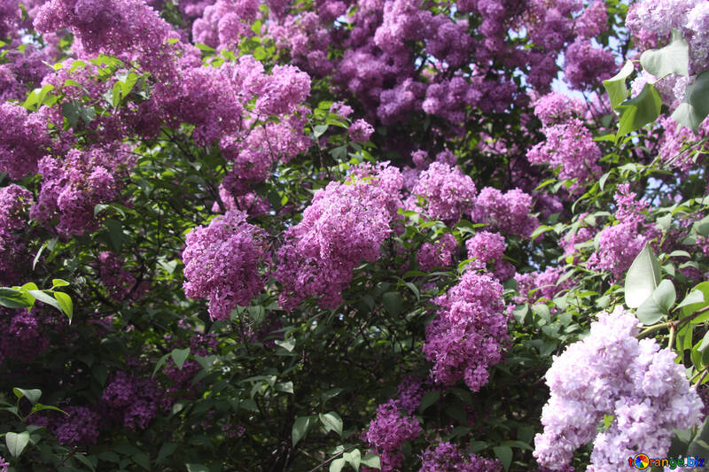 Lilas №4835