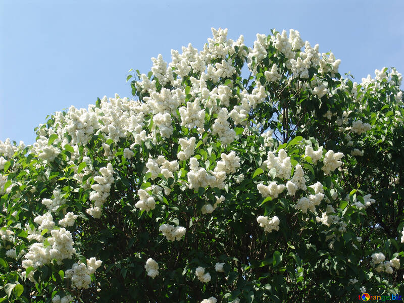  植物 庭 咲かせる ライラック №4078