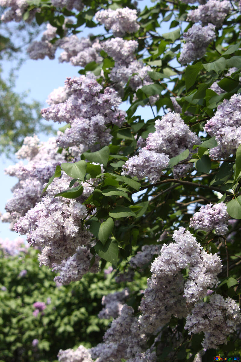 Lilac clusters №4821