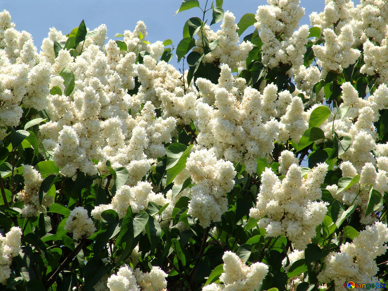 A lot of white lilac №4077