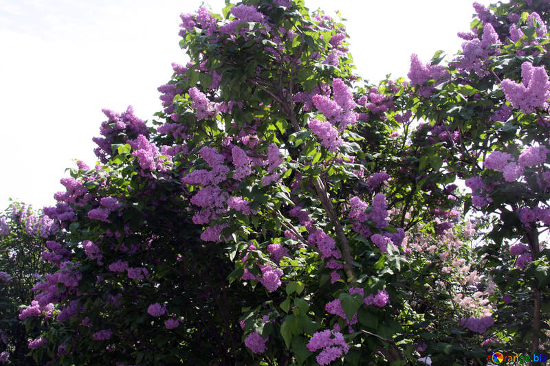 Violent flowering of lilac №4813