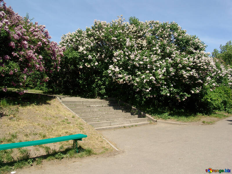 Trilha cercado por florescência lilac arbustos №4095