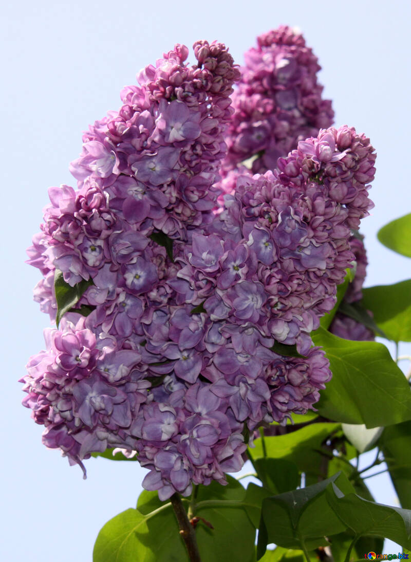 La lila violeta afelpada №4823
