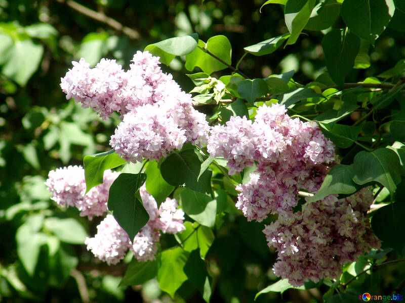 Lilacs bloomed in the spring №4073