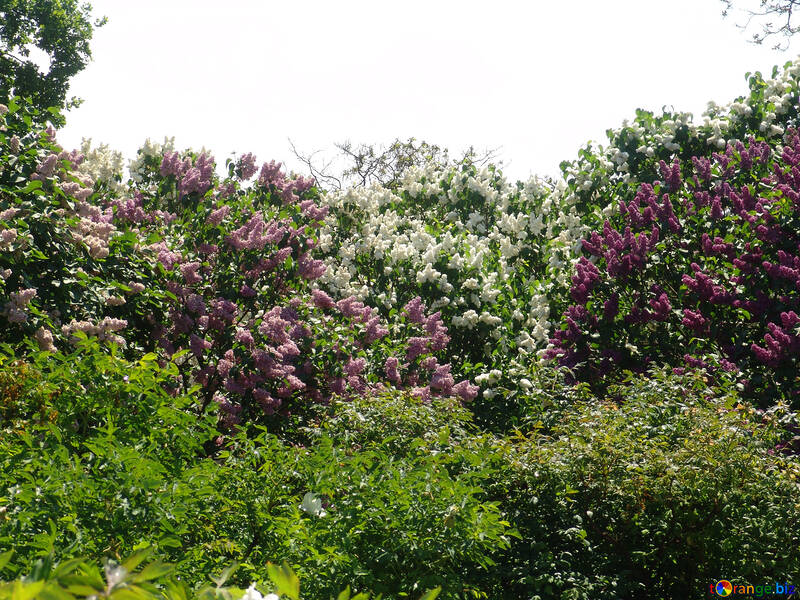 Lilac bushes №4093