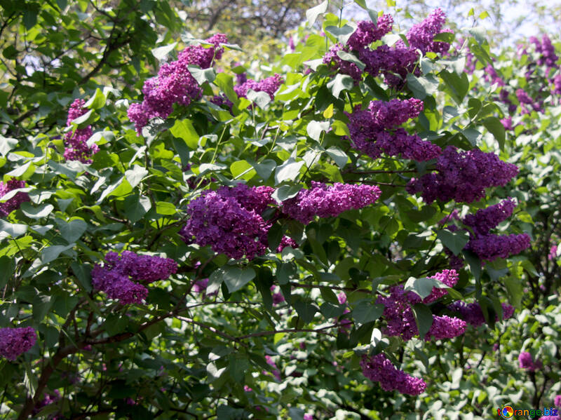 Lilas violet №4822
