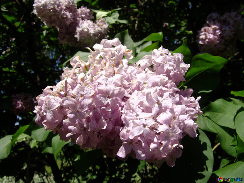 Flowers lilac №4099