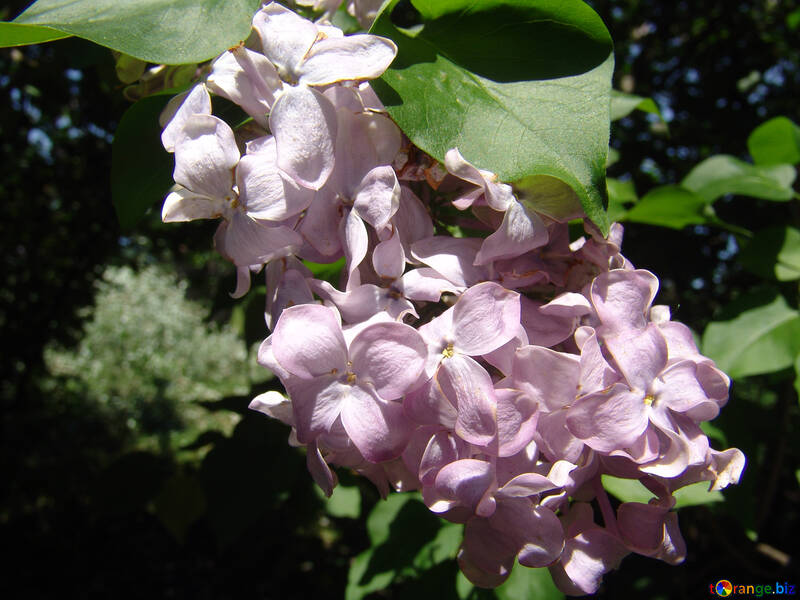 Flowers lilac terry. Macro. №4098