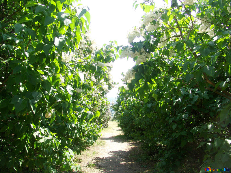 A narrow path in the lilac bushes №4086