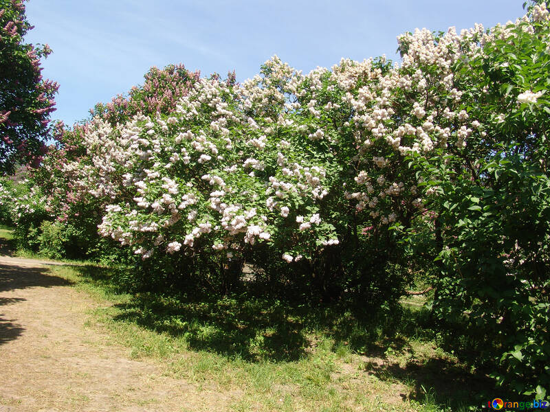 Lilac Arbustos №4087