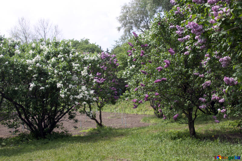 Los arbustos de la lila №4772