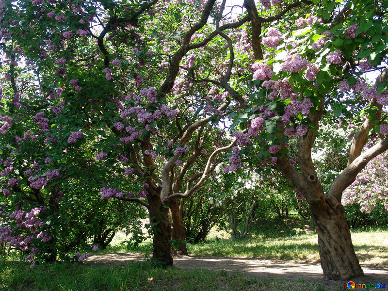 Lilac Forest №4075